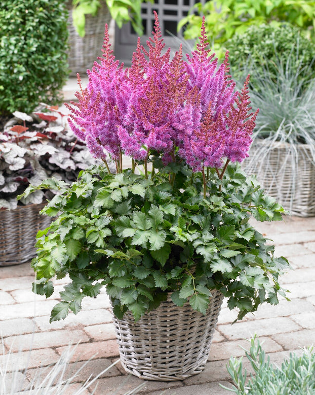 Astilbe 'Purple Rain'