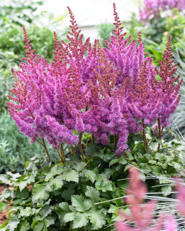 Astilbe 'Purple Rain'