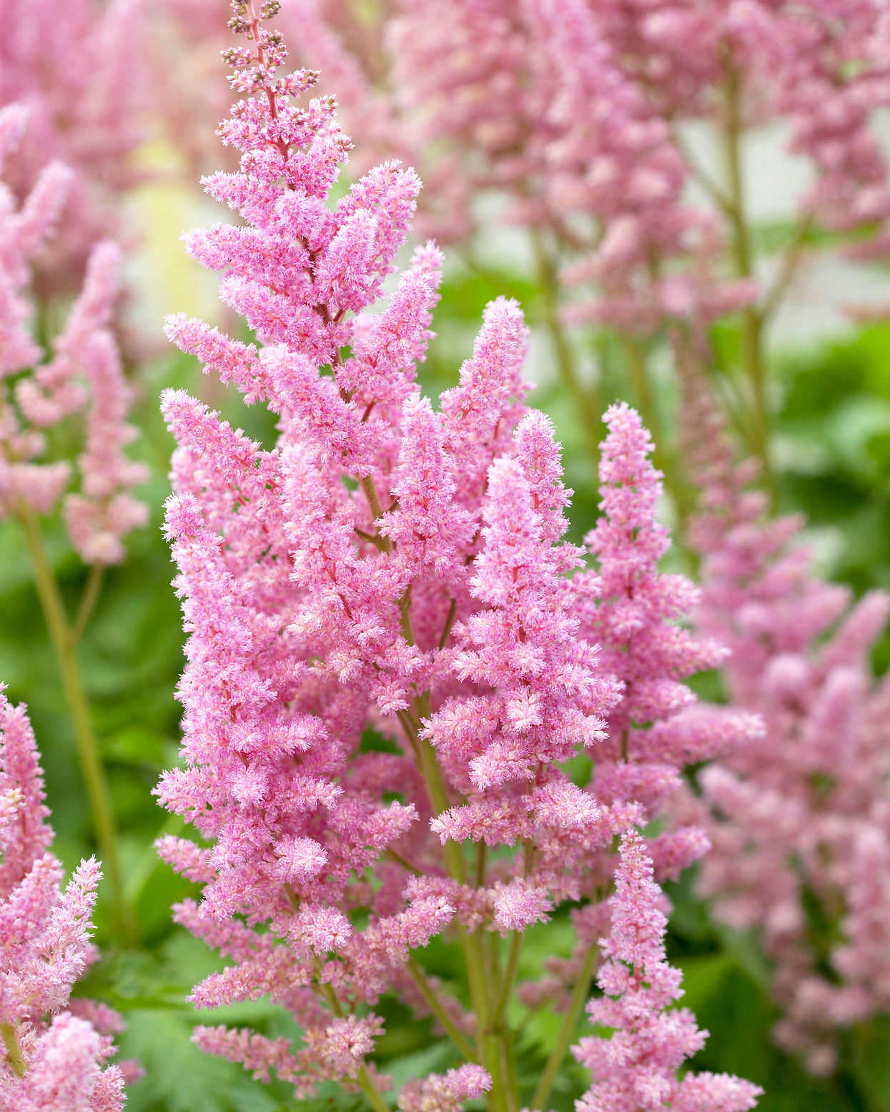 Astilbe chinensis 'Vision in Pink' bare roots — Buy soft pink Astilbe ...