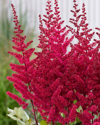 Astilbe bare roots