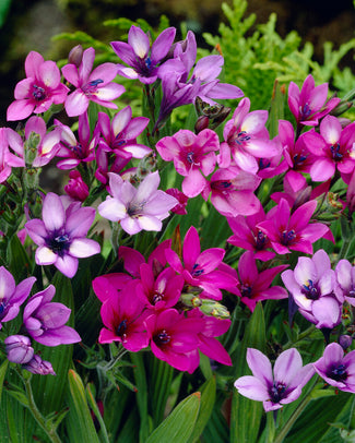 Babiana bulbs (Baboon Flowers)