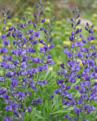 Baptisia bare roots