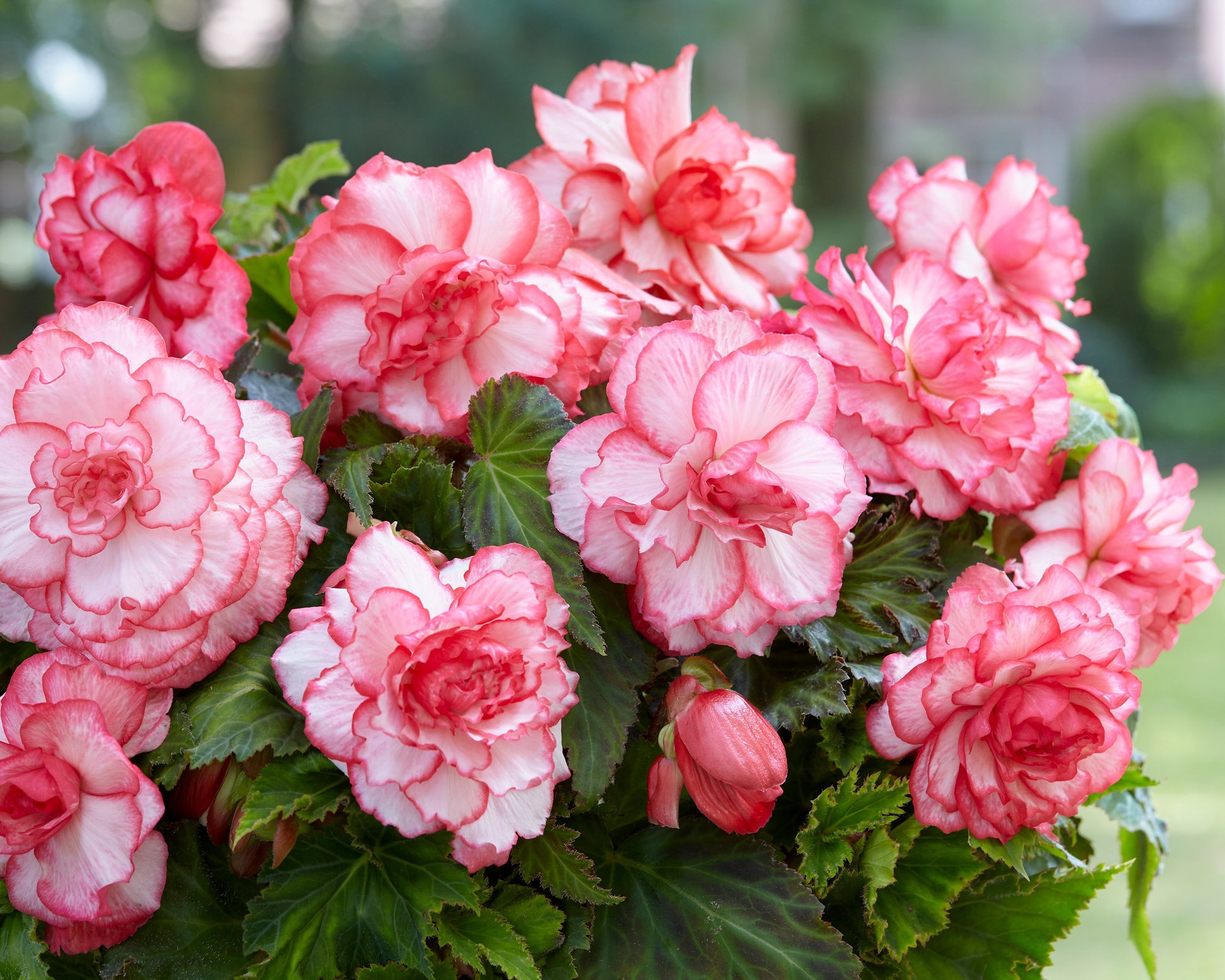 Begonia 'Rosebud' tubers — Buy online at Farmer Gracy UK