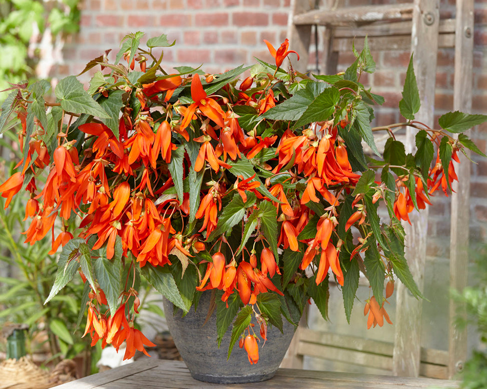 Begonia 'Santa Cruz'