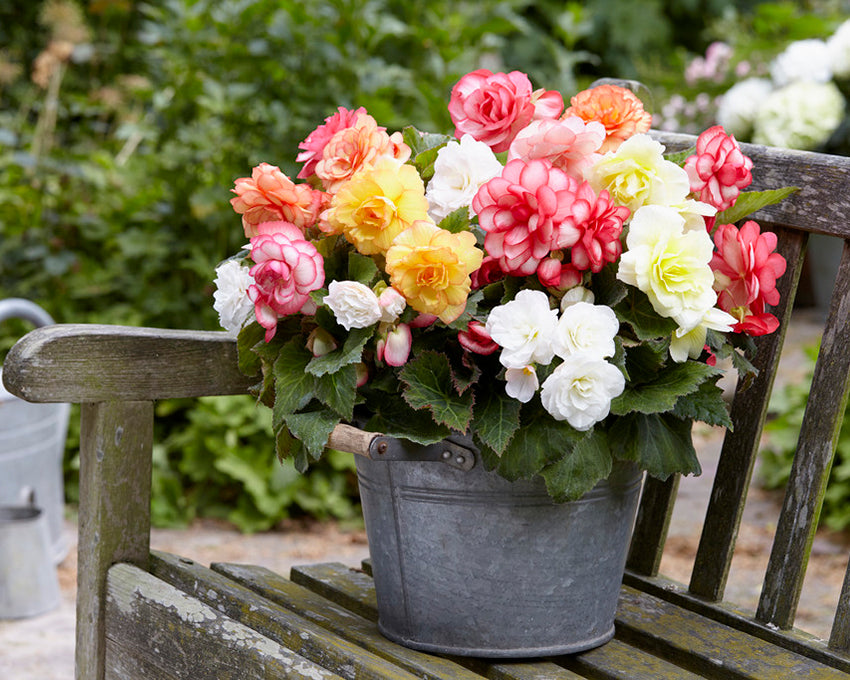 Begonia 'Wummi Mix'