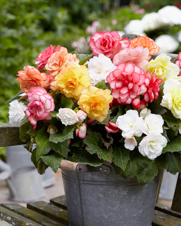 Begonia 'Wummi Mix'