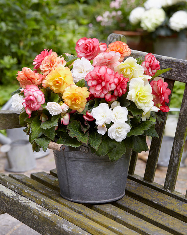 Begonia 'Wummi Mix'