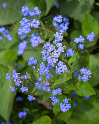 Brunnera bare roots