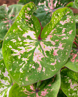 Caladium 'Florida Elise'