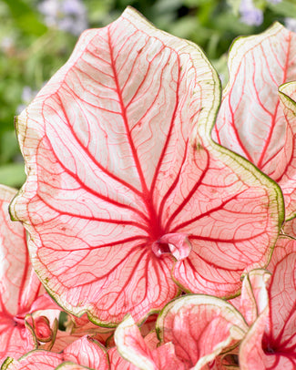 Caladium 'Florida Sweetheart'