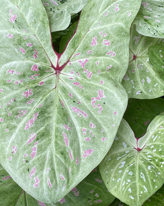 Caladium 'Limelite'