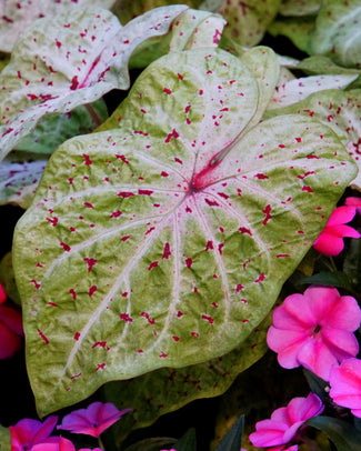 Caladium 'Miss Muffet'