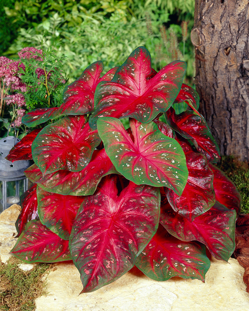 Caladium 'Red Flash'