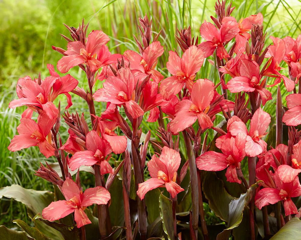 Canna 'Pink Paradise' Rhizomes — Buy Online At Farmer Gracy UK