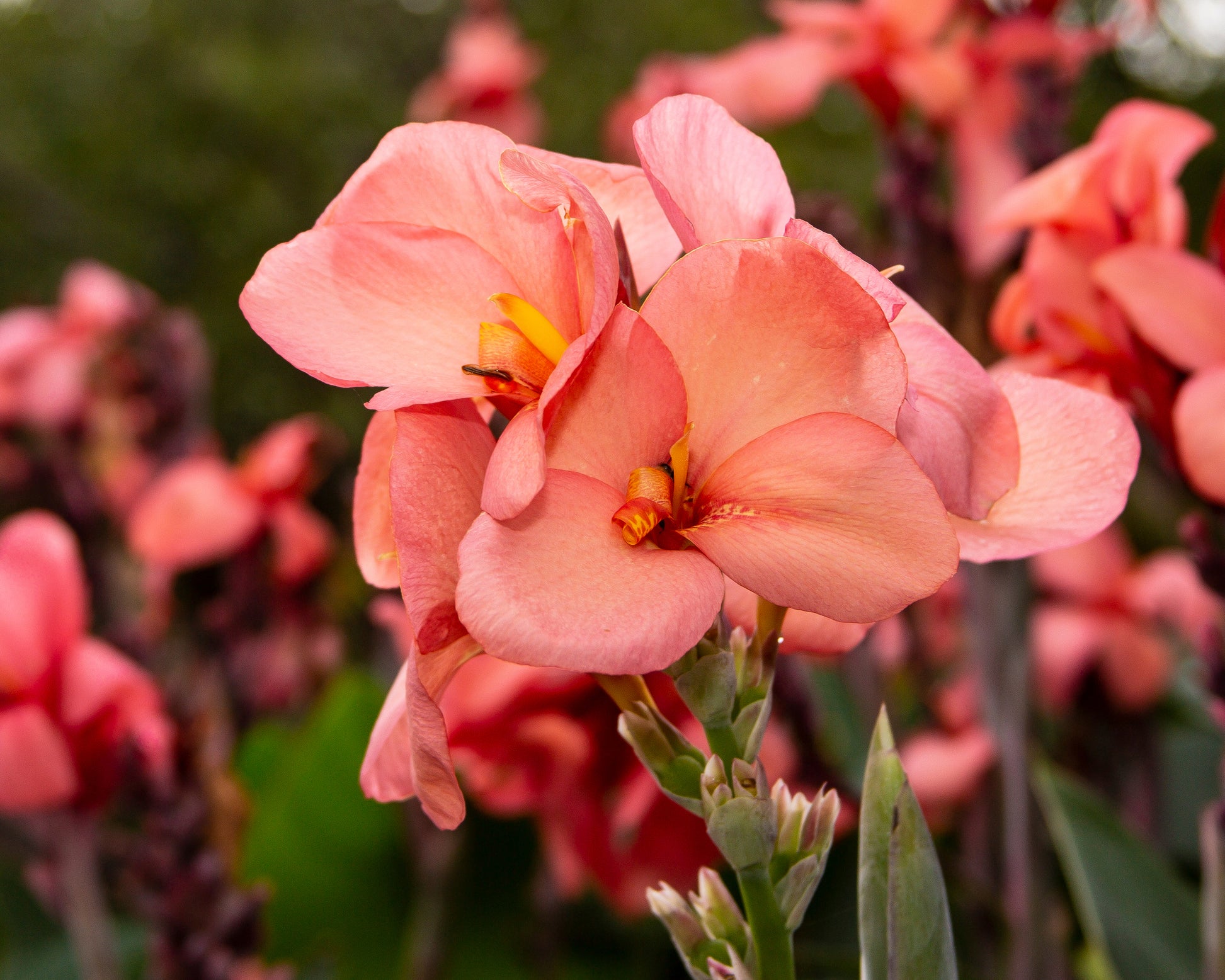 Canna 'Pink Princess' Rhizomes — Buy Online At Farmer Gracy UK