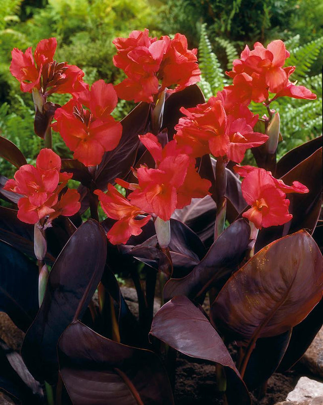 Canna 'Fantasy' Rhizomes — Buy Online At Farmer Gracy UK