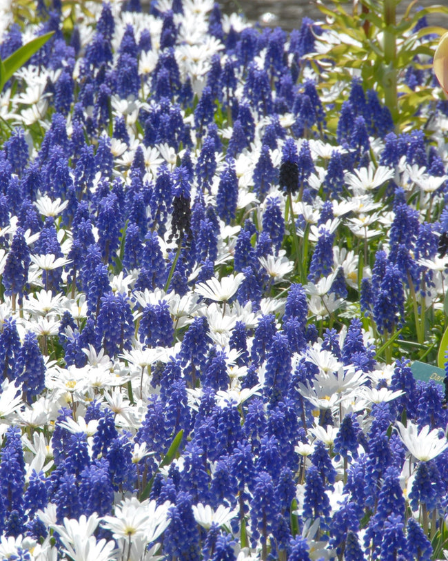 Muscari comosum 'Plumosum' bulbs — Shop online at Farmer Gracy UK