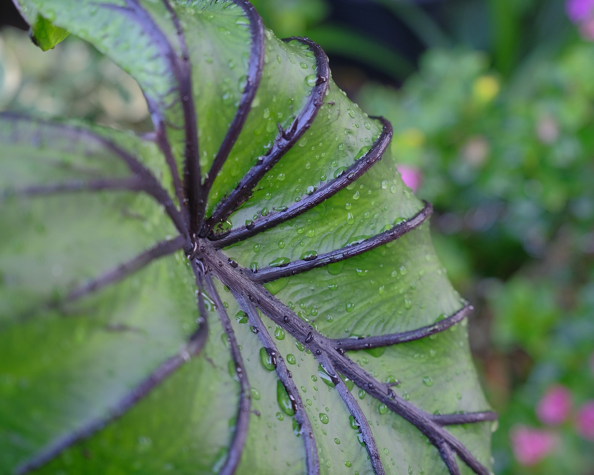 Colocasia 'Pharaoh's Mask' bulbs — Buy rare elephant ears online at