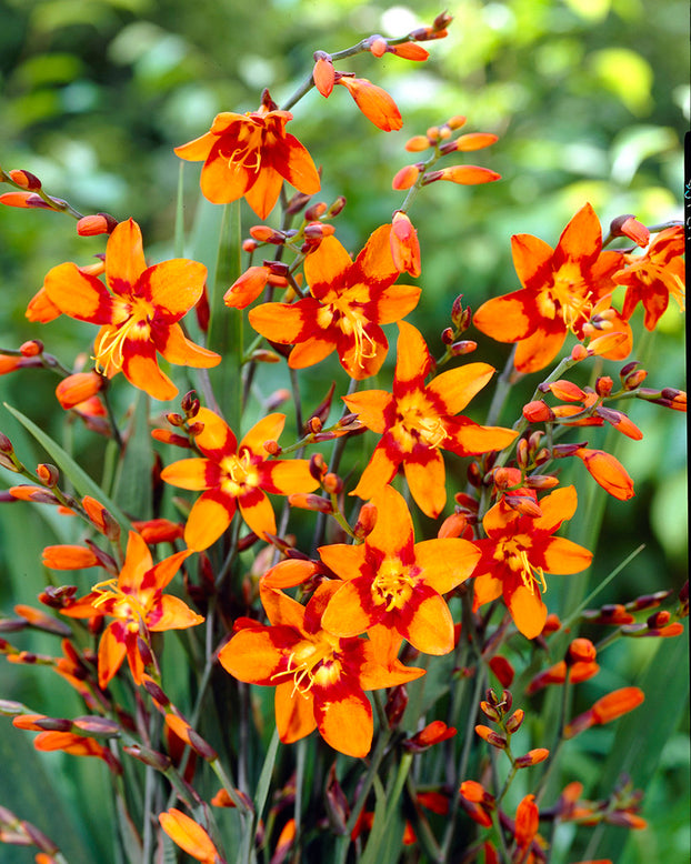 Crocosmia 'Emily McKenzie'