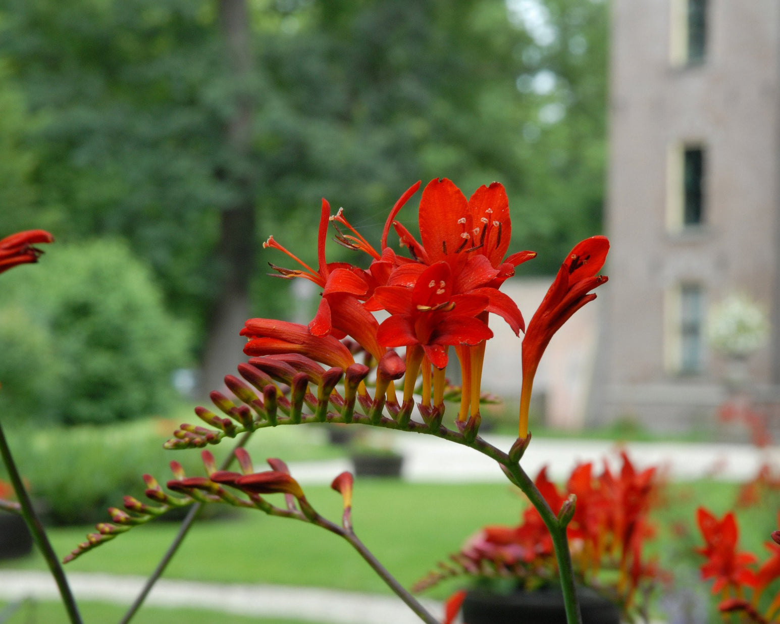 Crocosmia 'Lucifer'