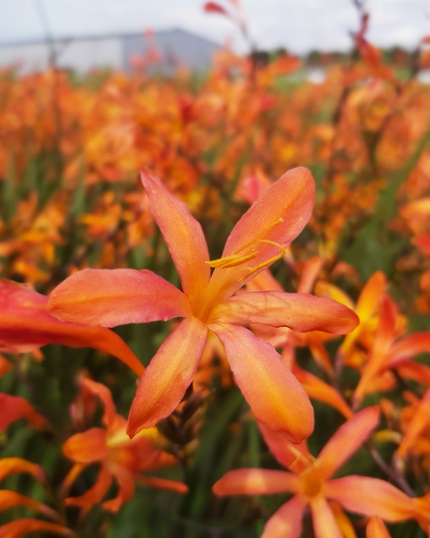 Crocosmia 'Sunset'