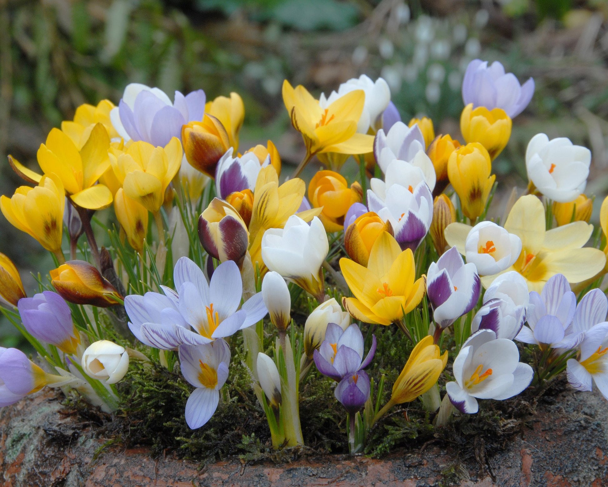 Botanical Crocus 'Mixed Colours' bulbs — Buy online at Farmer Gracy UK