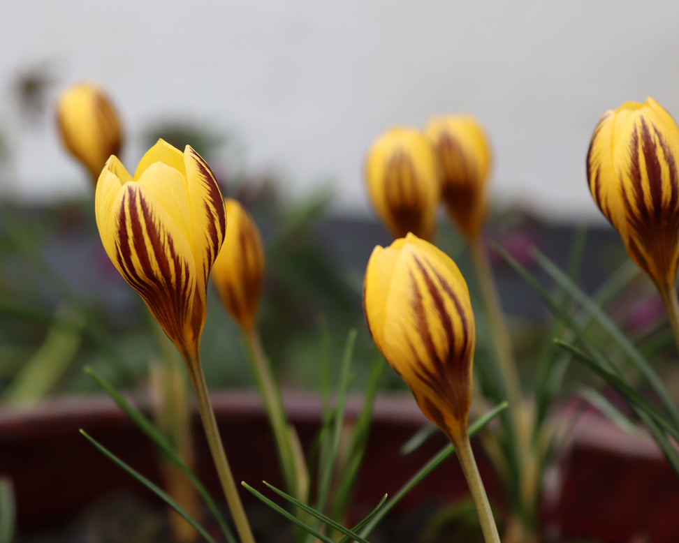 Crocus 'Gipsy Girl'