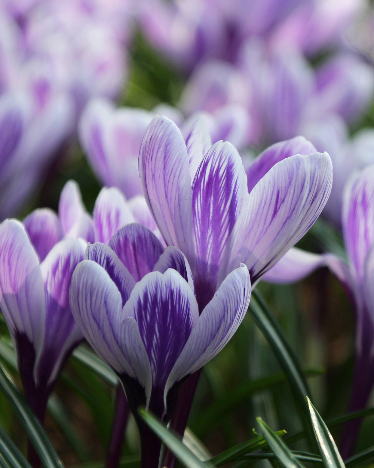 Crocus 'Pickwick' bulbs — Buy 'King of Stripe' crocus online at Farmer ...