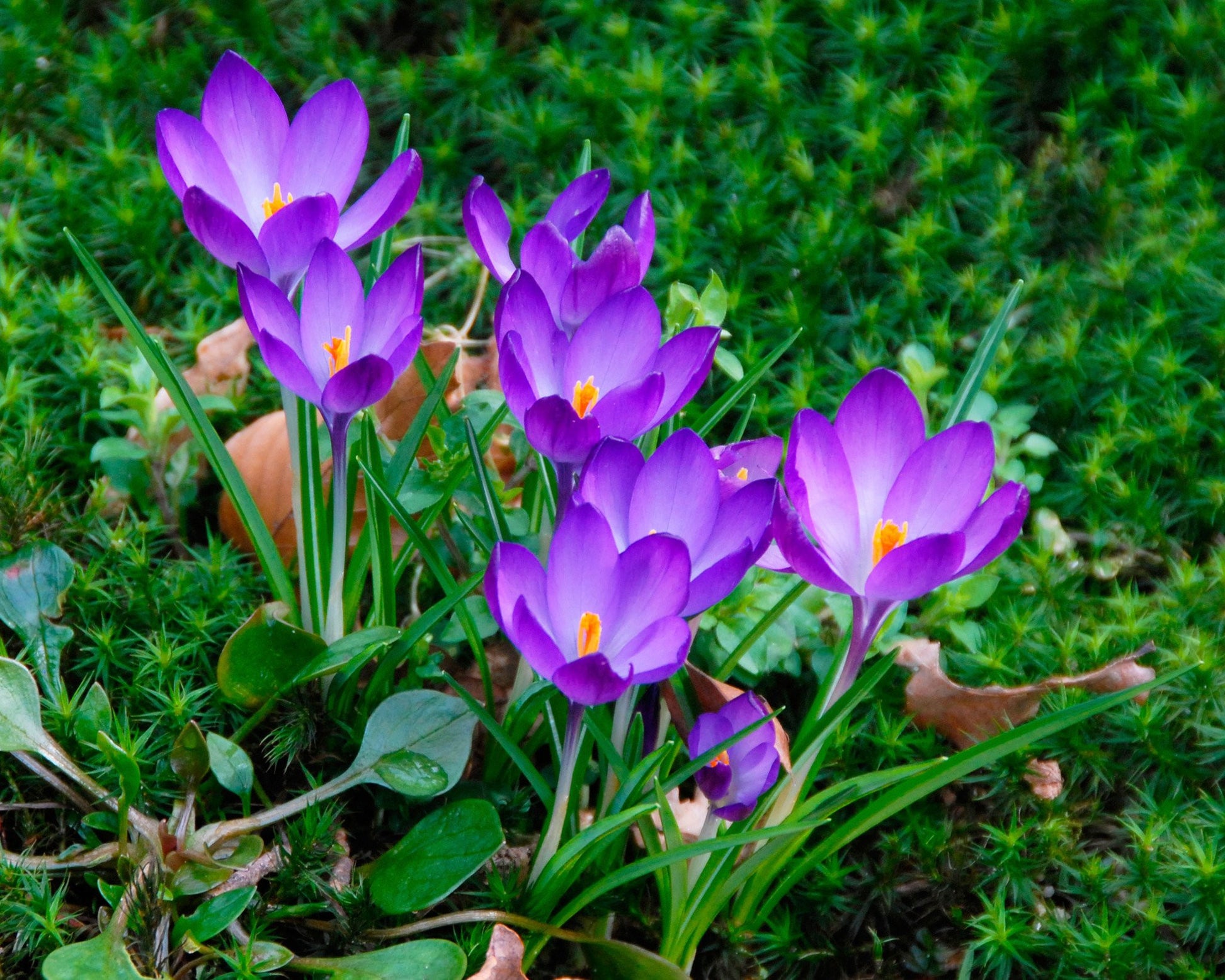 Crocus tommasinianus 'Ruby Giant' bulbs — Buy online at Farmer Gracy