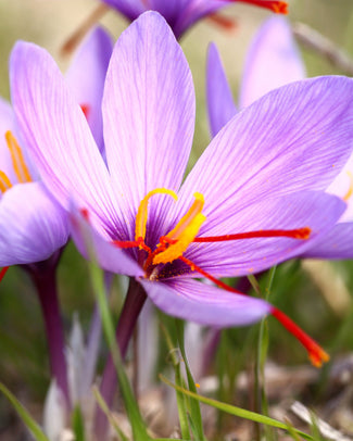 Saffron crocus