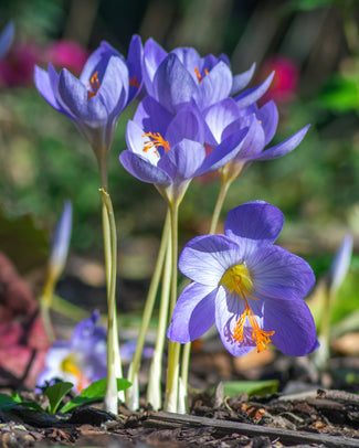 Autumn-flowering crocus bulbs