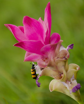 Curcuma rhizomes (Siam tulip)