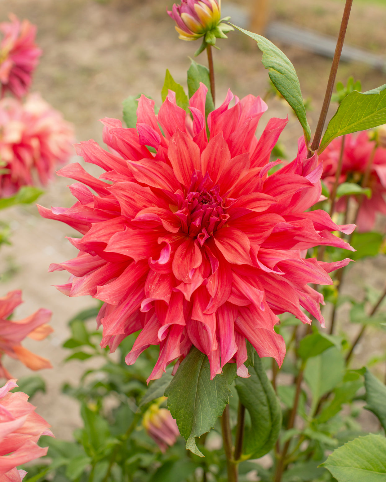 Dahlia Belle Of Barmera Tubers — Buy Online At Farmer Gracy Uk