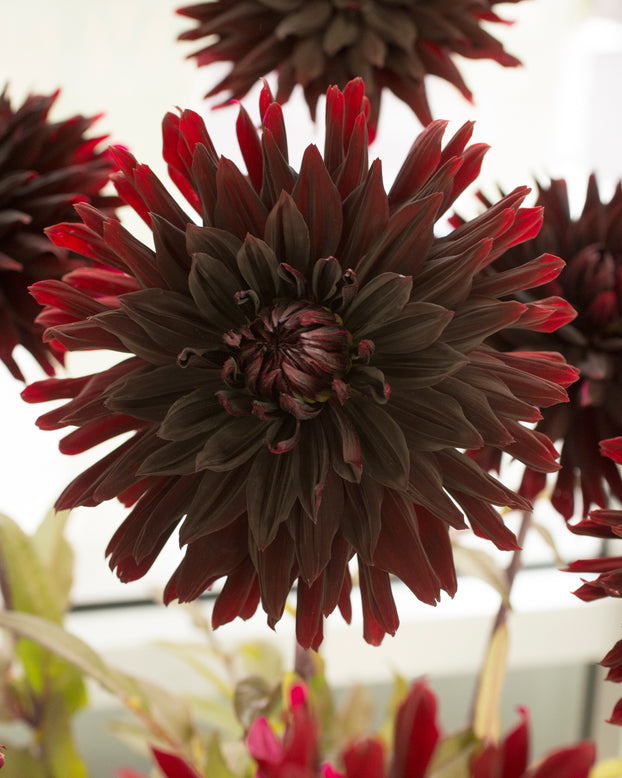 Dahlia 'Black Jack'