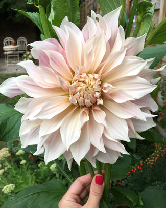 'Café au Lait' dahlias