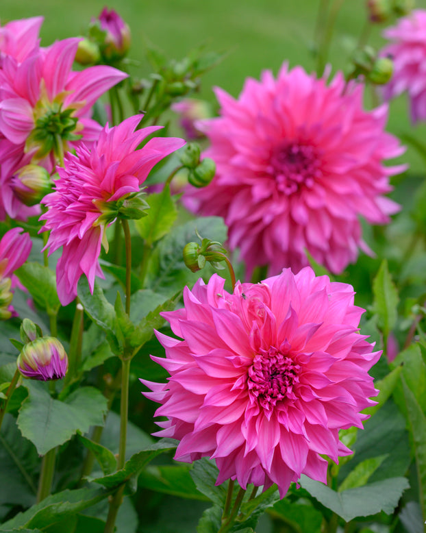 Dahlia 'Café au Lait Rosé'