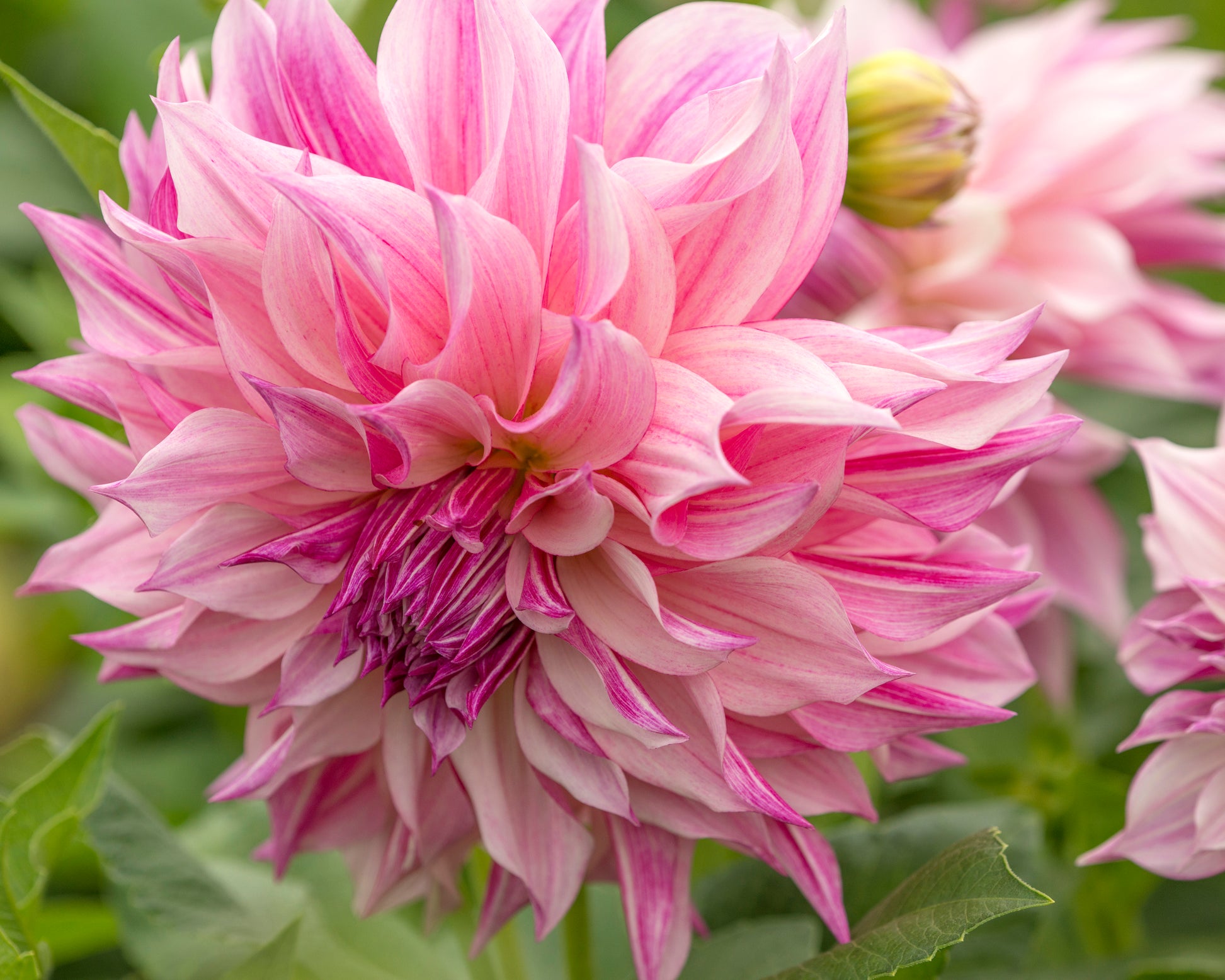 Dahlia 'Café au Lait Royal' tubers — Buy online at Farmer Gracy UK