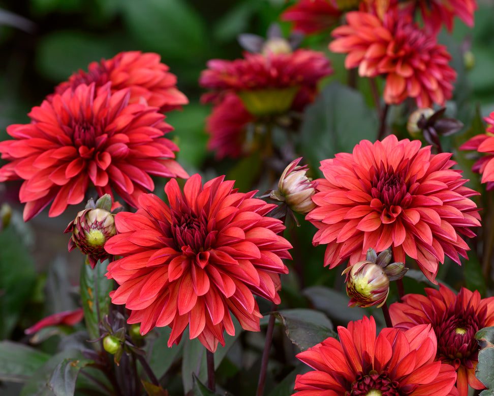 Dahlia 'Danique'