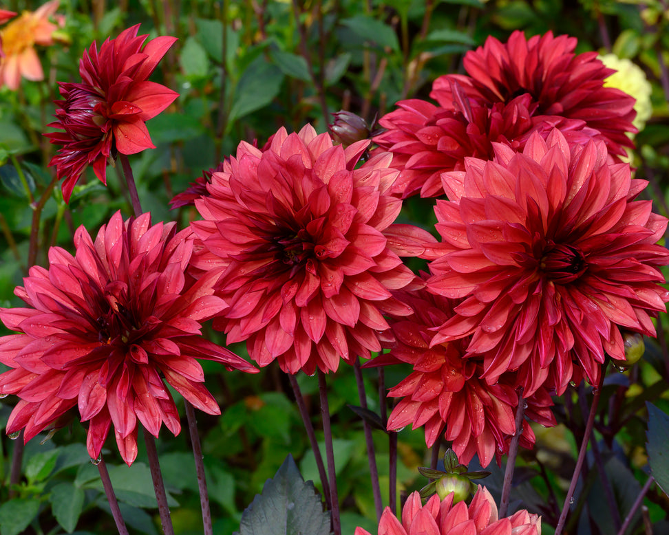 Dahlia 'Danique'