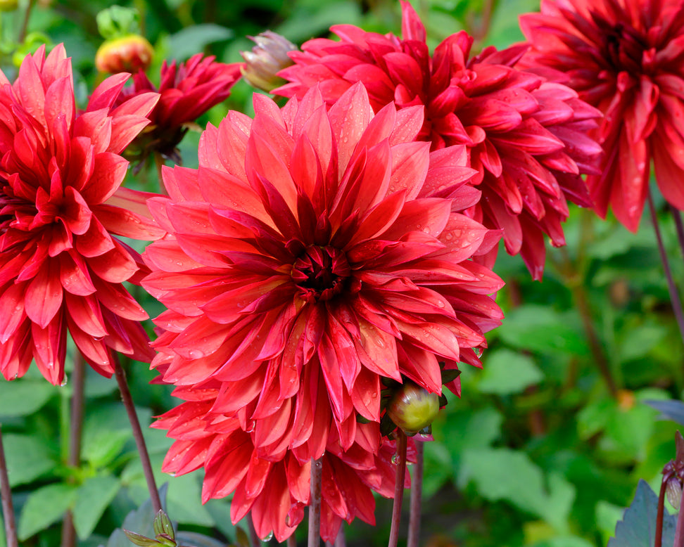 Dahlia 'Danique'