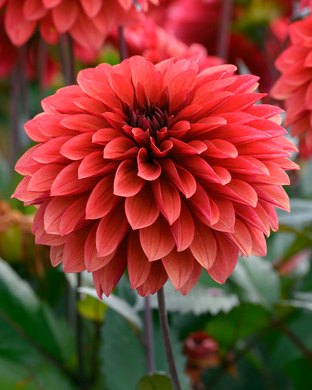 Dahlia 'Danique'