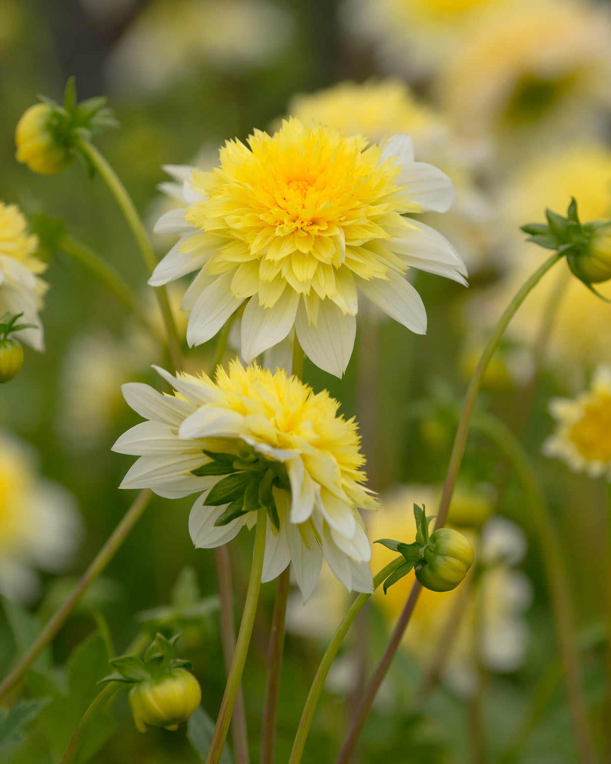 Dahlia 'Freya's Paso Doble' tubers — Buy online at Farmer Gracy UK