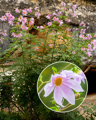 Single-flowered dahlias