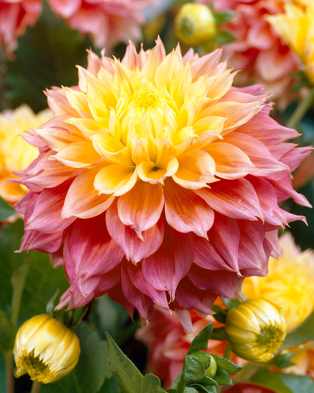 Dahlia 'Kogane Fubuki'