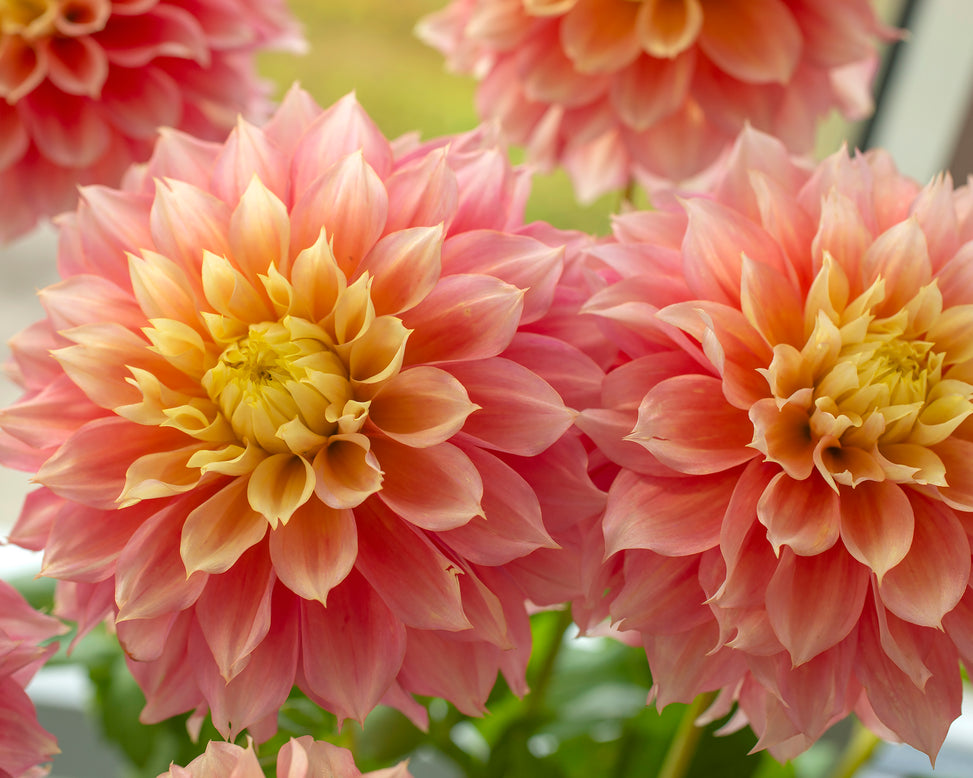 Dahlia 'Kogane Fubuki'