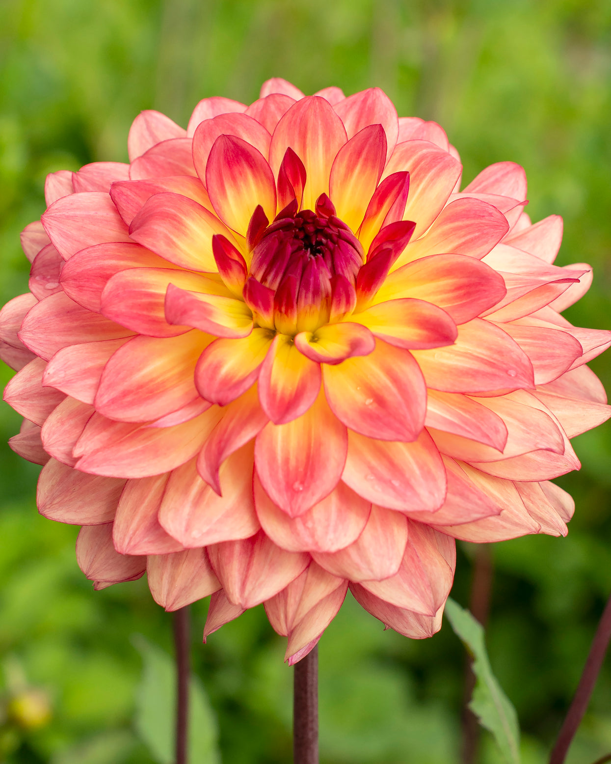 Dahlia 'Lake Tahoe' tubers — Buy online at Farmer Gracy UK