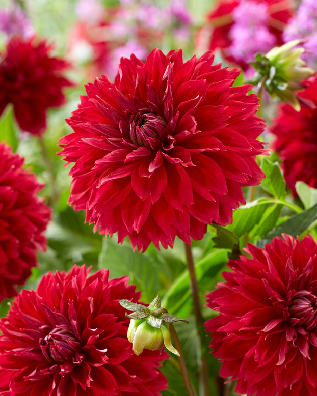 Dahlia 'Red Fubuki'