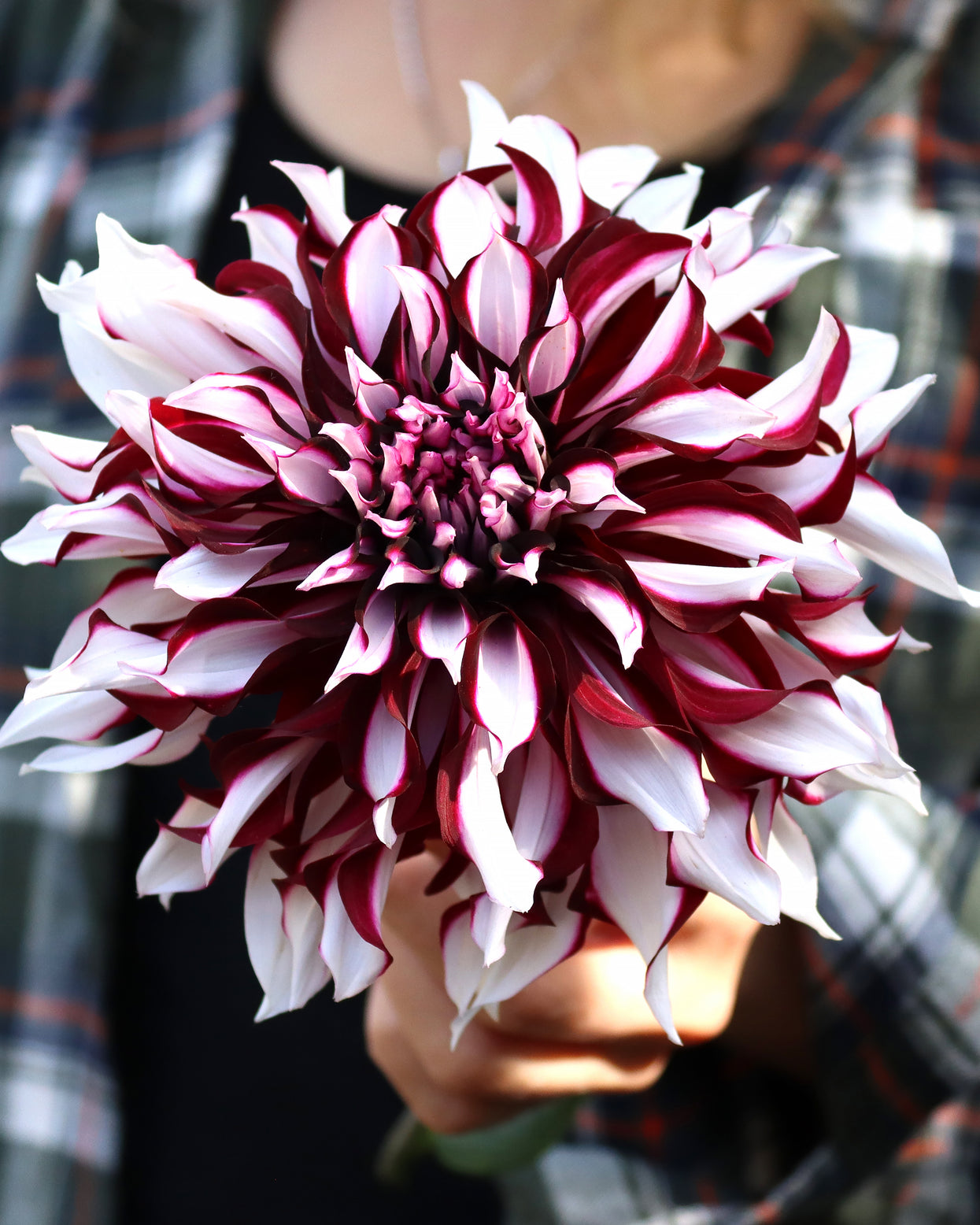 Dahlia 'Tartan' Tubers — Buy Online At Farmer Gracy UK