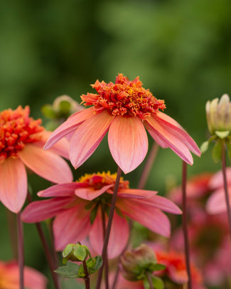 Anemone-flowering dahlias