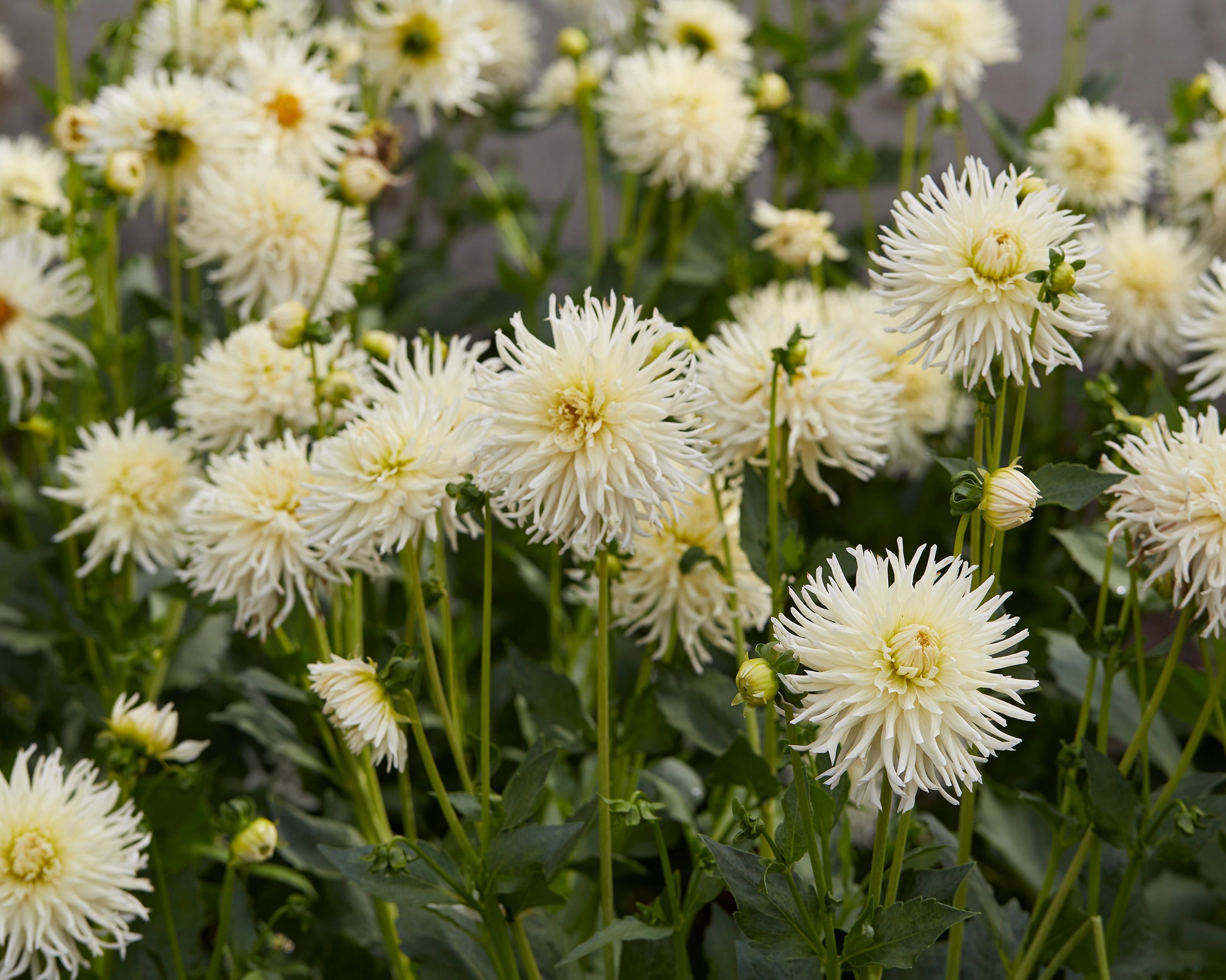 Dahlia 'Tsuki-yori-no-shisha' tubers — Buy online at Farmer Gracy UK